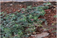 Indigofera cordifolia